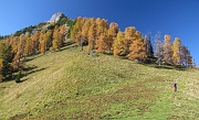 33 Si sfiorano bellissimi e vetusti larici, versione del 24 8bre...